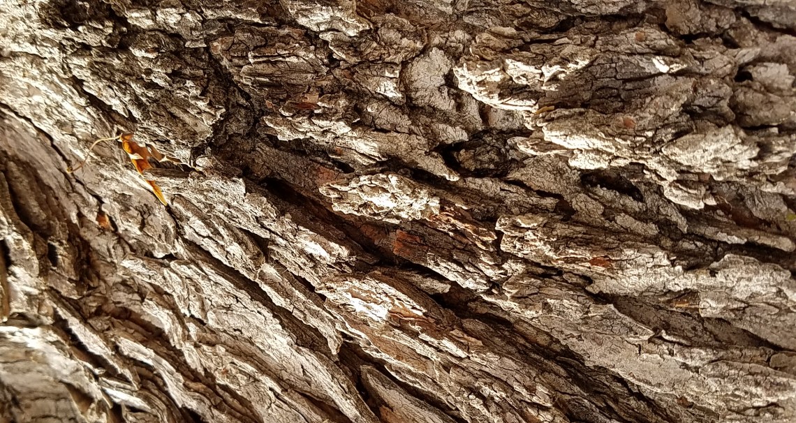 texture-20161107_122331