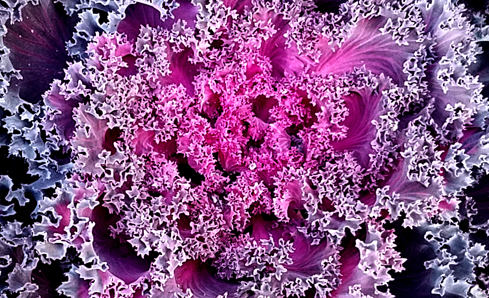 texturemacro20161105_decorative-cabbage3-800