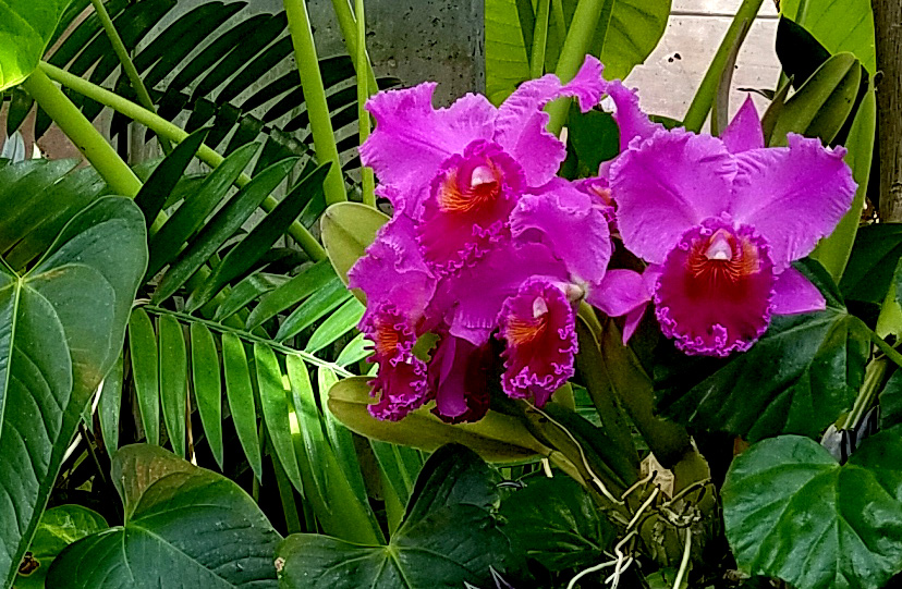 Flower of the Day – December 28,&nbsp;2016