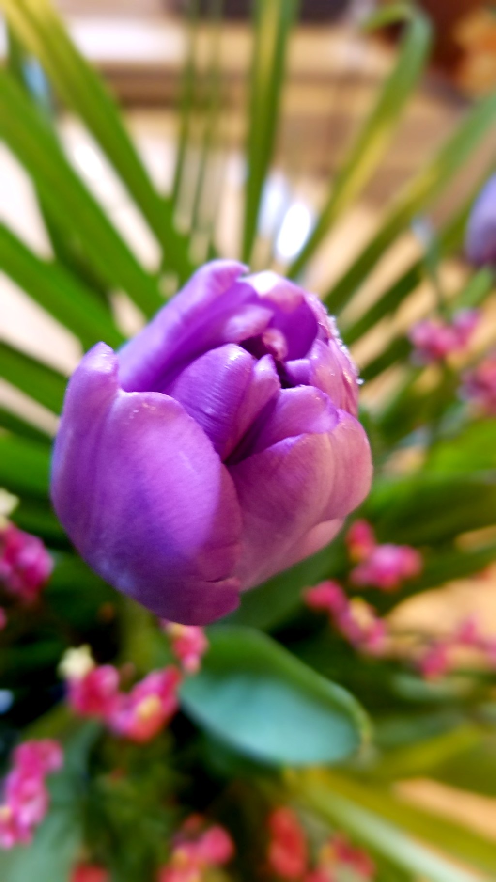 Flower of the Day – December 26,&nbsp;2016