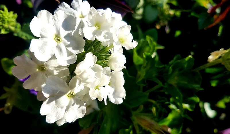 Flower of the Day -December 29,&nbsp;2016