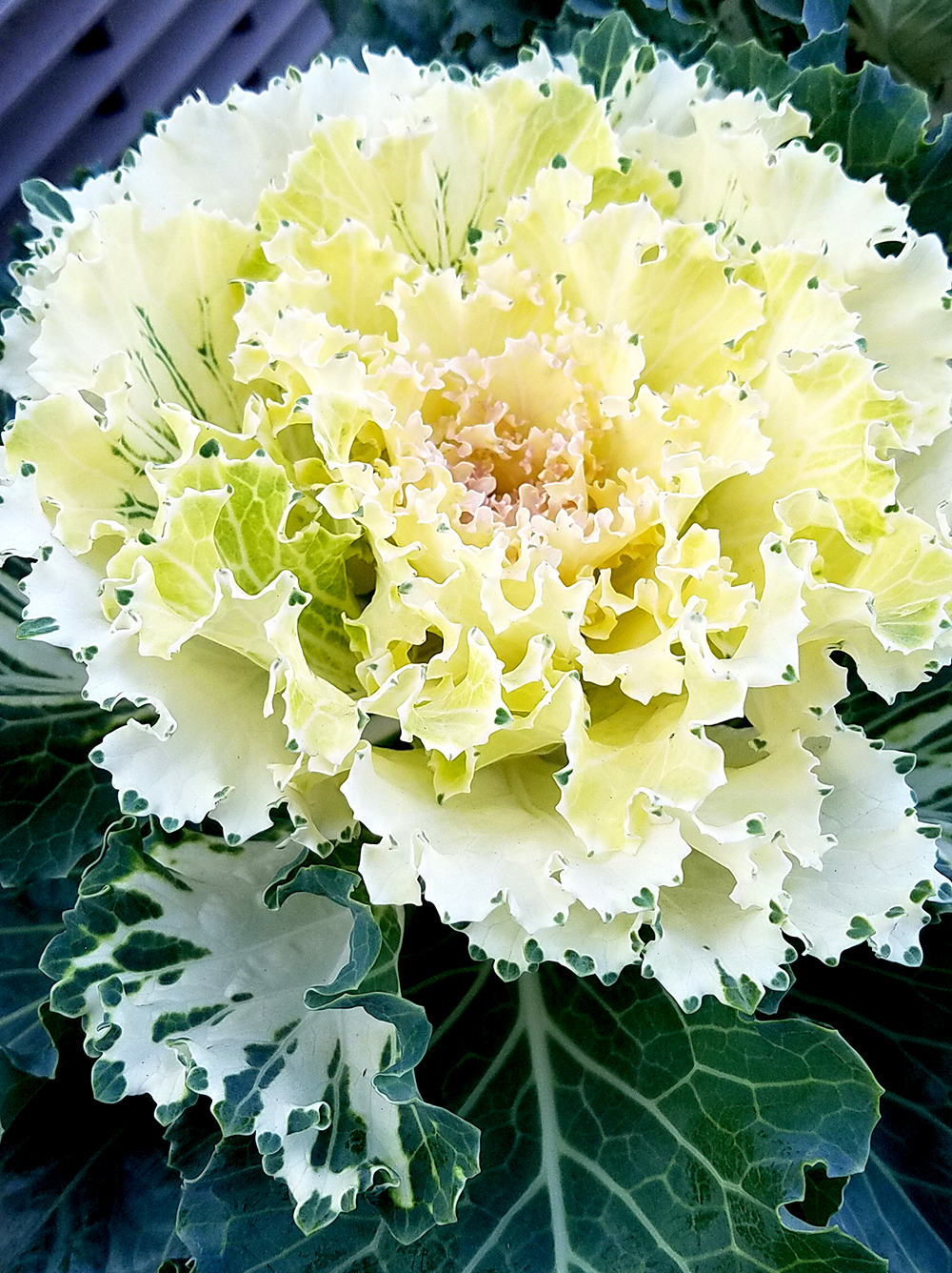 whitedecorativecabbage-20161105-1000