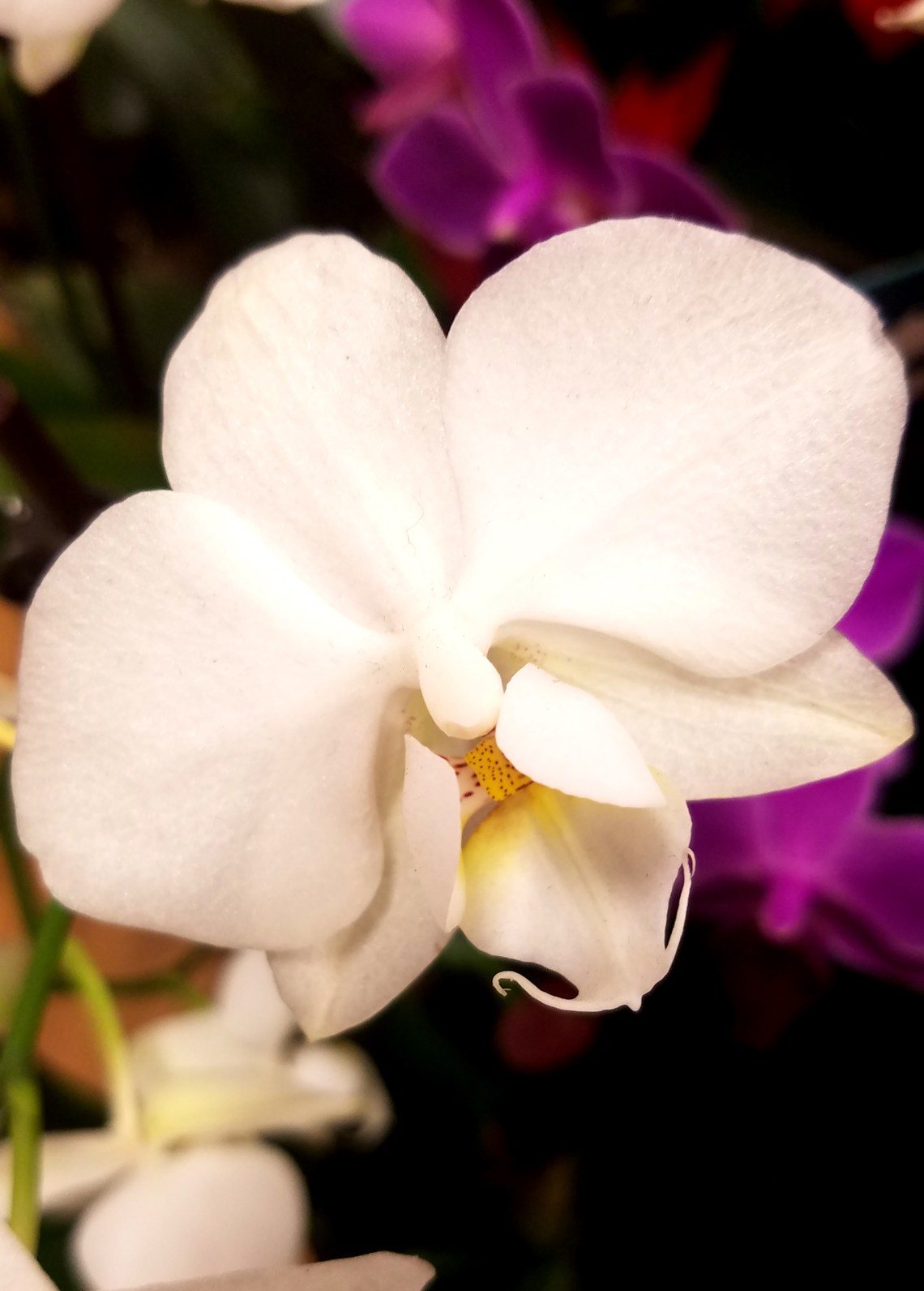 whiteorhid-kingsoopers-20161208jpg