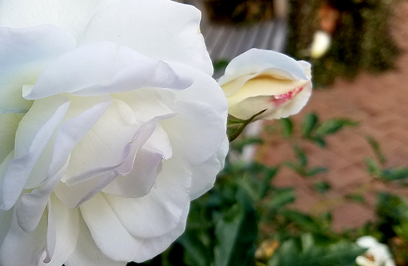 Flower of the Day- January 1,&nbsp;2017