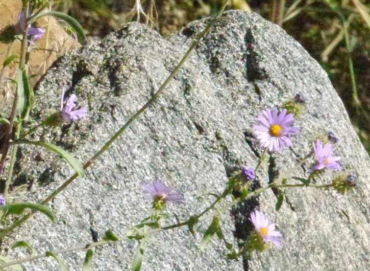 Wildflowers of Colorado