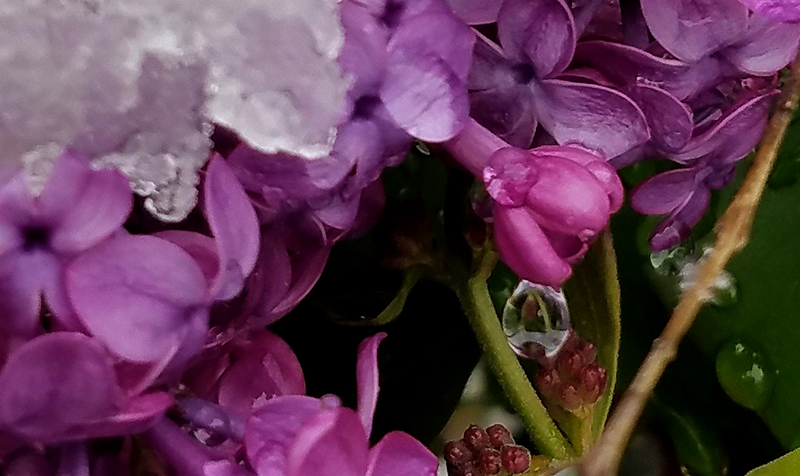 Lilac in Snow and Ice Macro