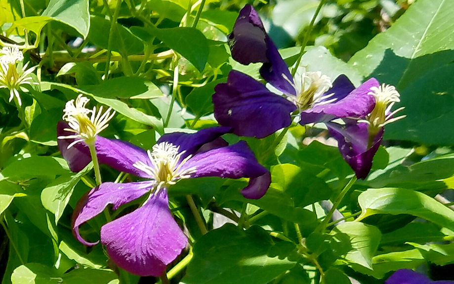 Flower of the Day – January 4, 2017 –&nbsp;Clematis