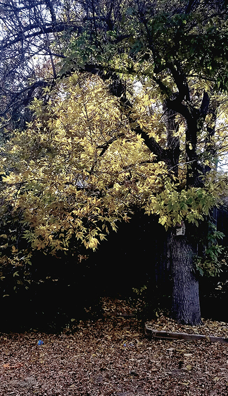 Lost Among the Leaves of the Fall&nbsp;Tree
