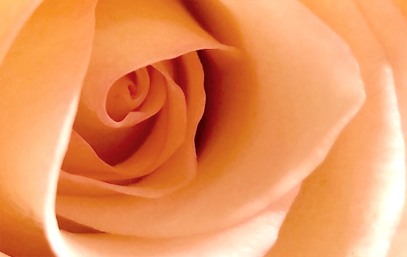 20161123_ivoryrose-800