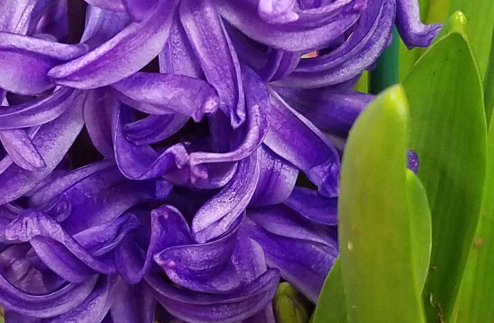 Flower of the Day-Jan 15,&nbsp;2017-Hyacinth