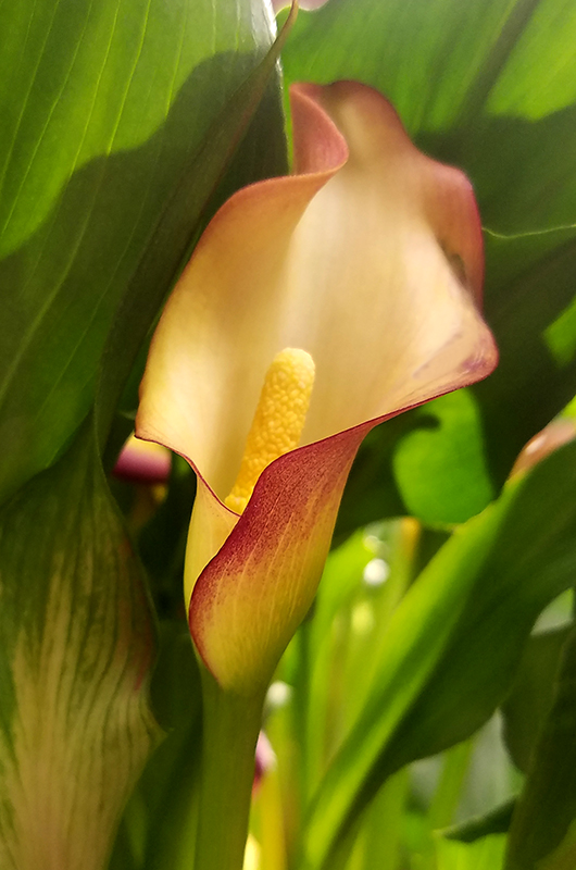 Flower of the Day -January 10,&nbsp;2017