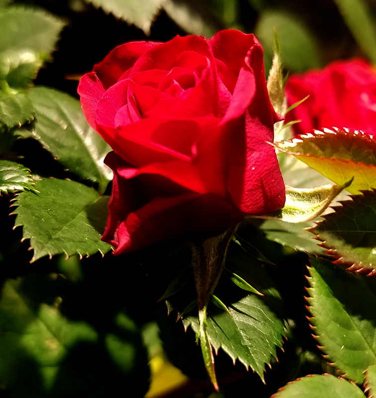 My Luve’s like a red, red&nbsp;rose