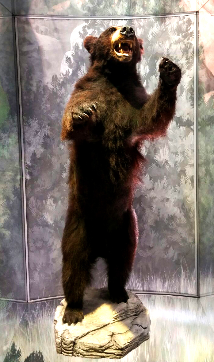 On Topic These&nbsp;Days-Bears