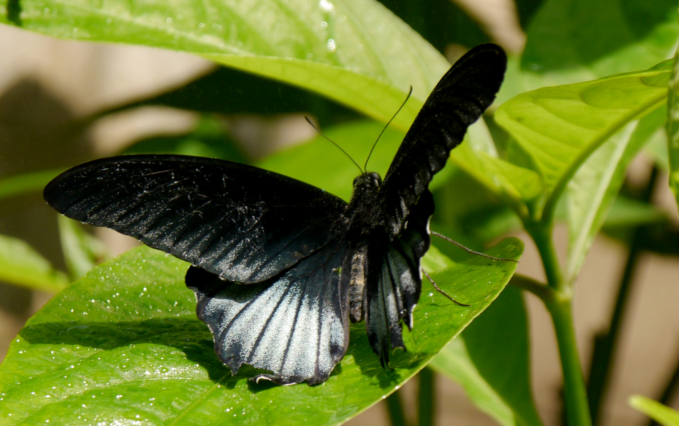 21885577232butterfly-macro