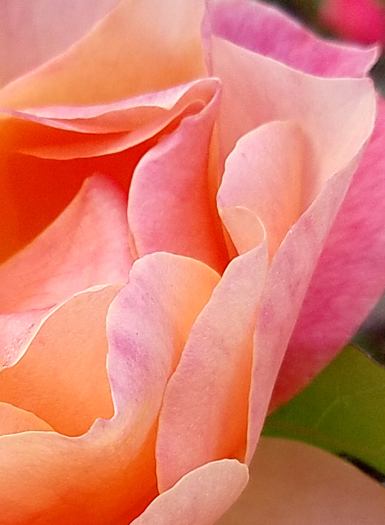 Color of the&nbsp;Day-Apricot