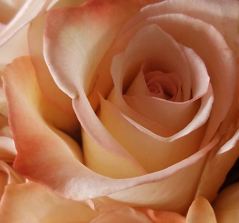 apricot rose