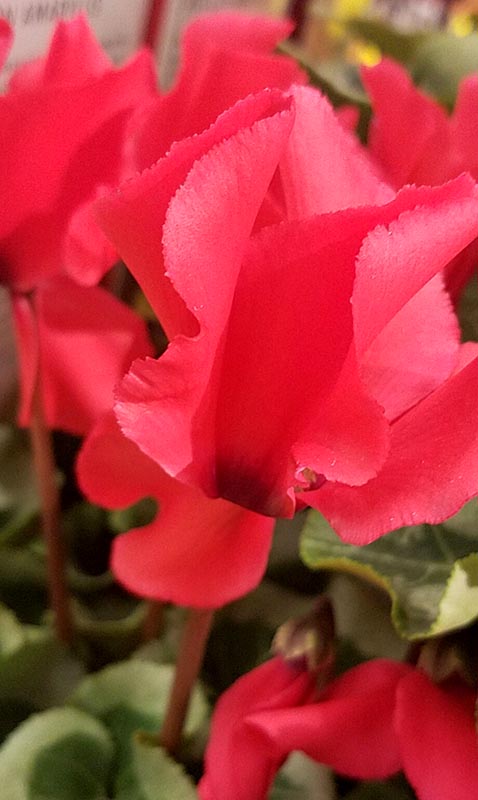 Flower of the Day – January 9, 2017&nbsp;–Begonia