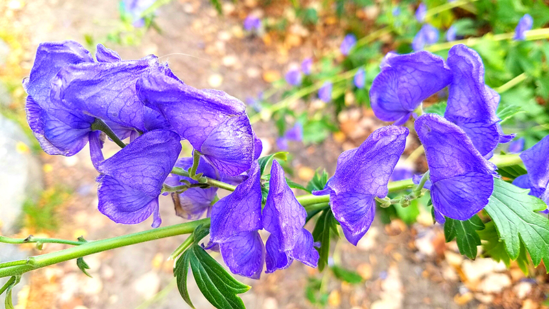 Flower of the Day-January 8,&nbsp;2017