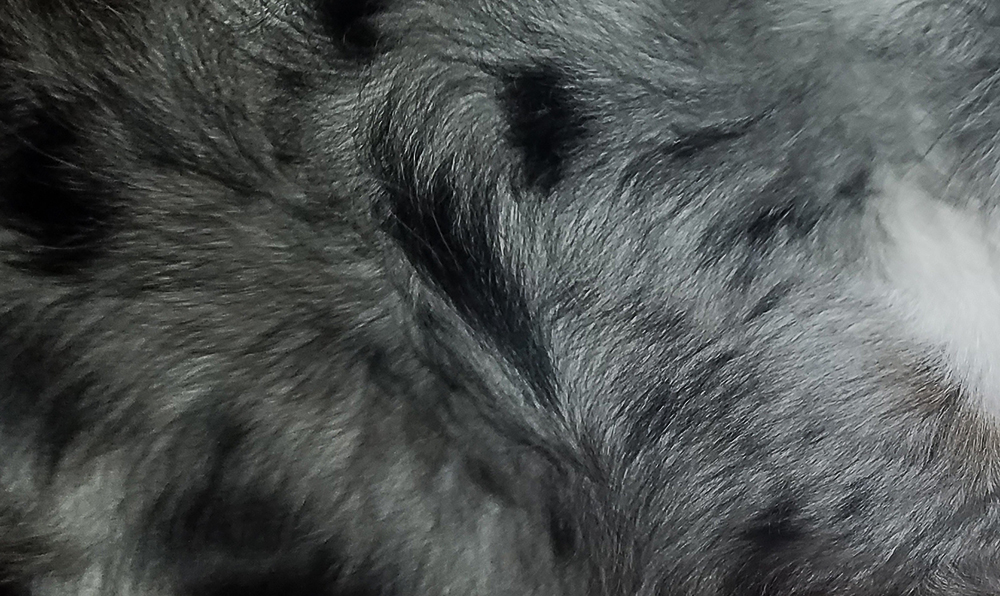 What a Blue Merle Australian Shepherd Coat Looks&nbsp;Like