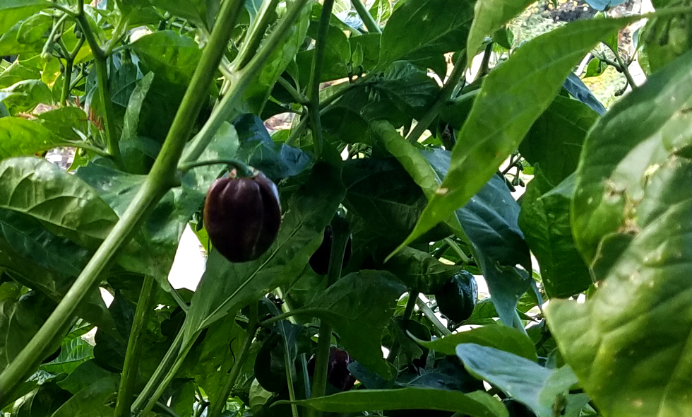 chocoloate-peppers-20161105_094320