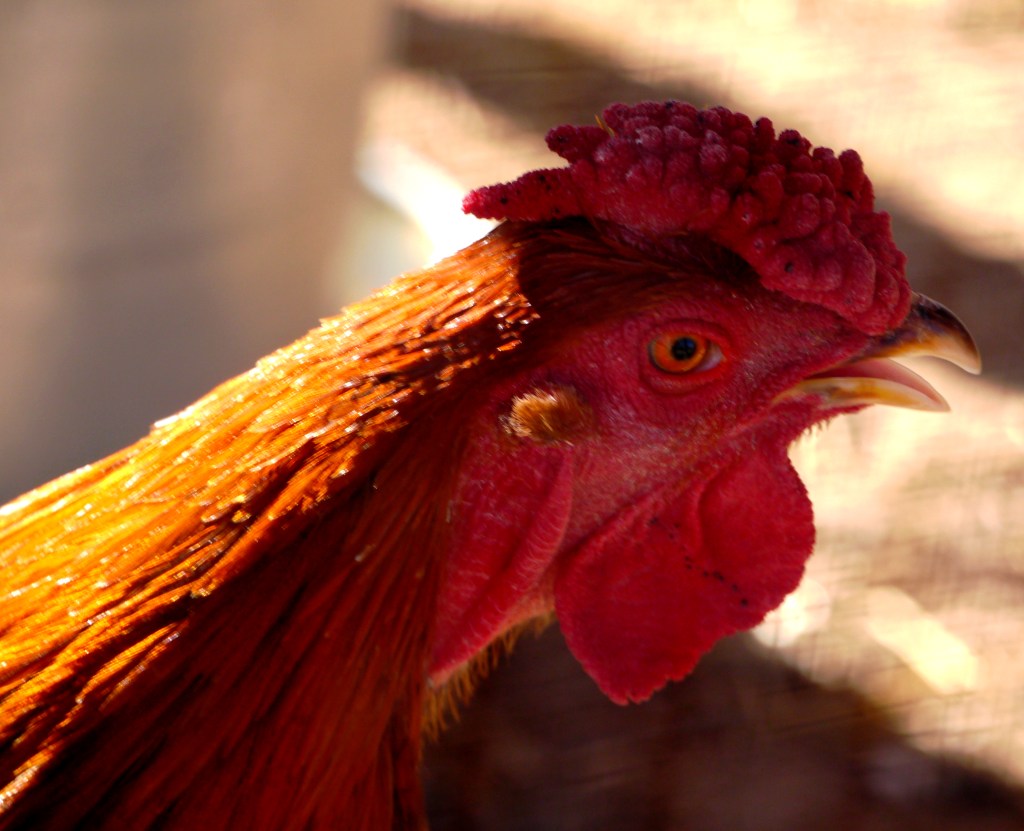 Tuesdays of Texture and Tuesday Photo Challenge –&nbsp;Animals