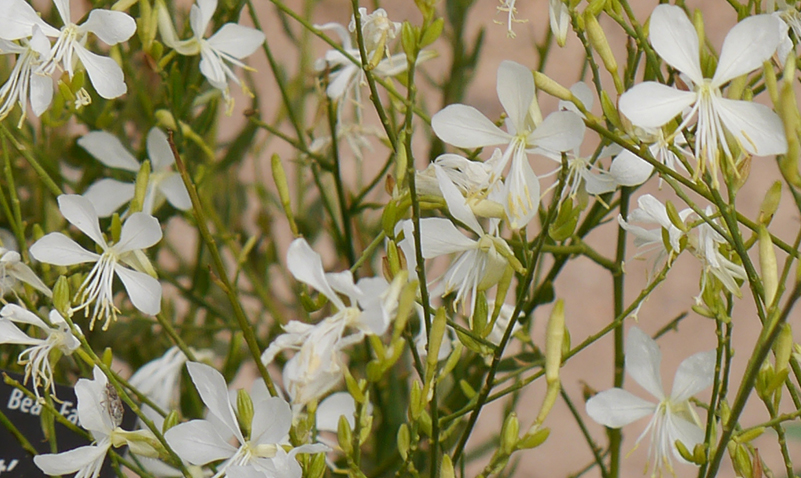 cytisus-moonlight-2015-11-01-10-19-30-1-800