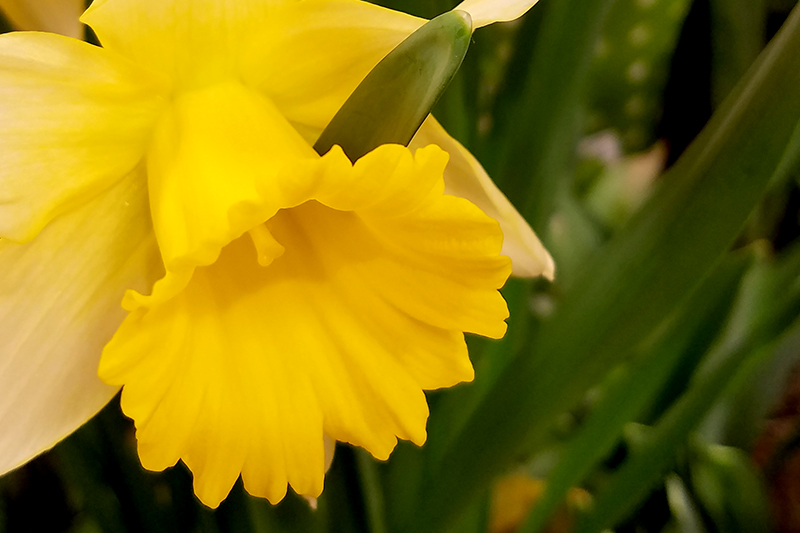 daffodil20170104_142146-800