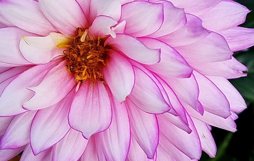 Flower of the Day – January 17, 2017&nbsp;–Dahlia