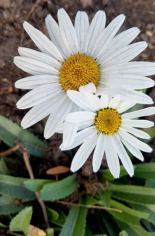 daisy20161105_083923