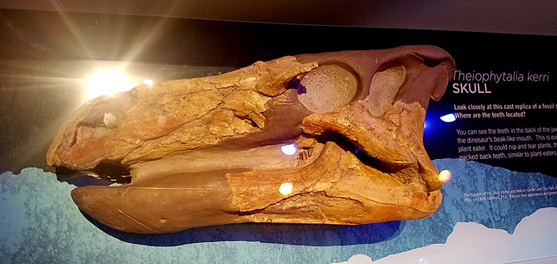 dinosaurskull20161029_113857_001-800