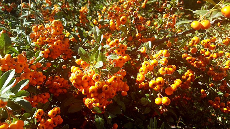 firethorn-orange-20161004_150503-800