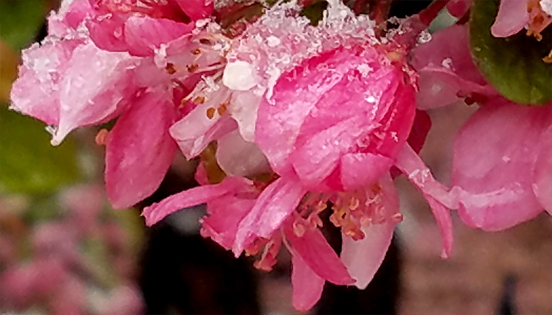 Frozen Blossoms
