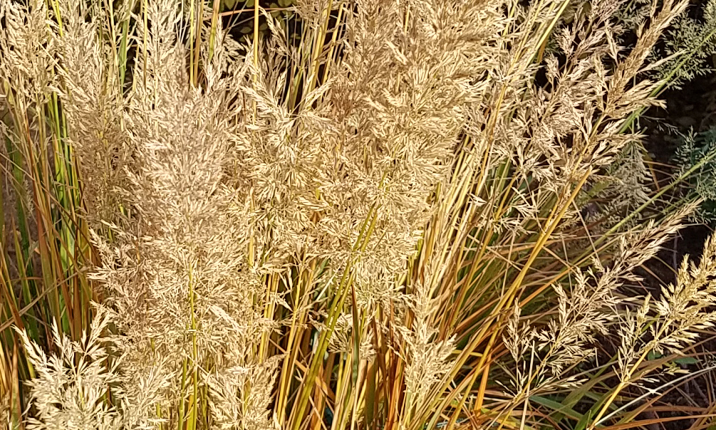 Color Your World – Golden Grass