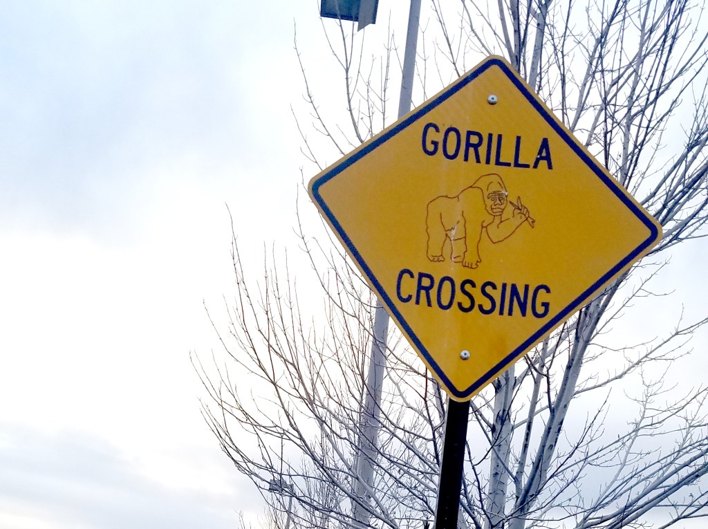 Watch out for Gorillas in&nbsp;Denver