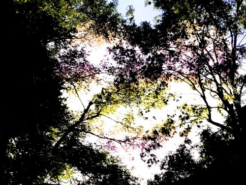 heartinthetrees20160723_200202_014