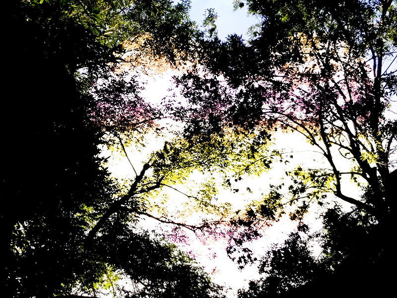 Daily Prompt-Someday