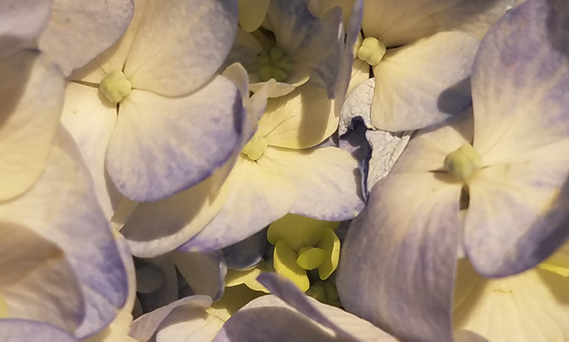 Flower of the Day: January 2,&nbsp;2017