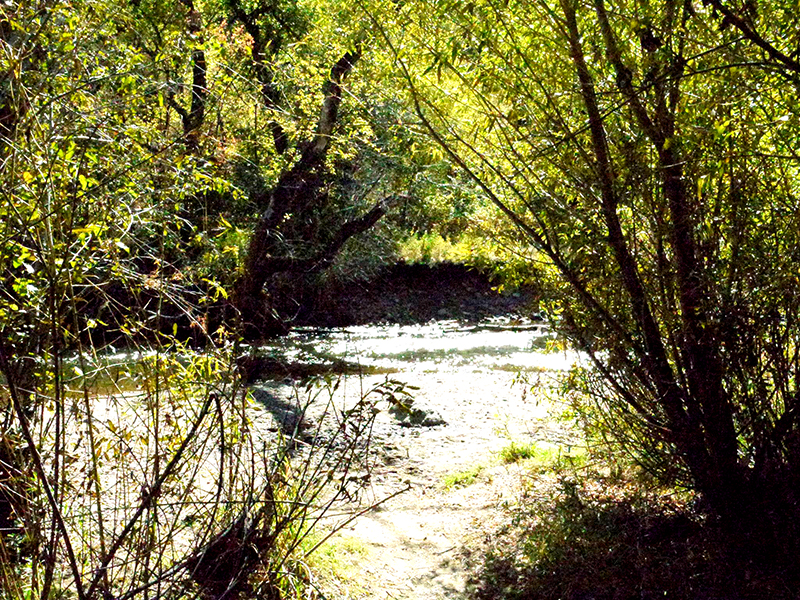 lairofthebear-stream-800