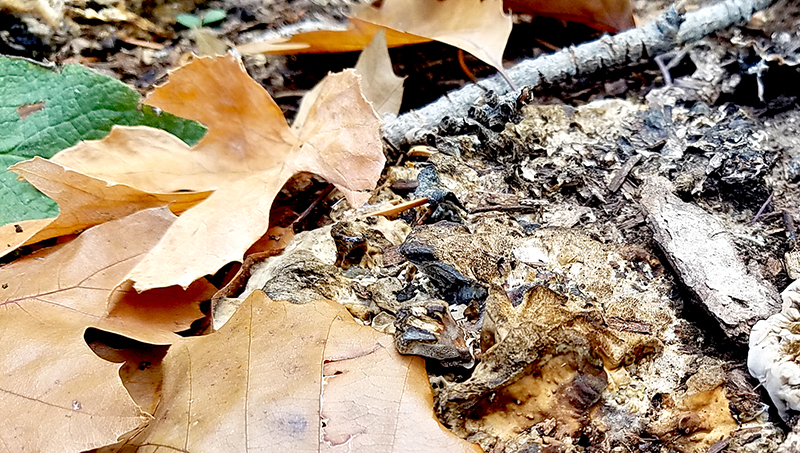 leaves-20161105_095806-800