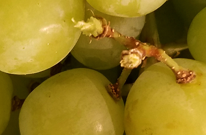 macrograpes-20170109_163754-800