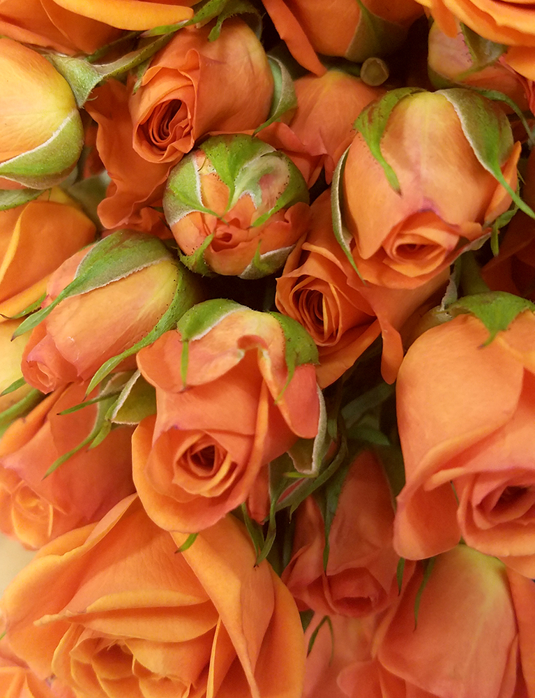 Color Your World & Flower of the&nbsp;Day