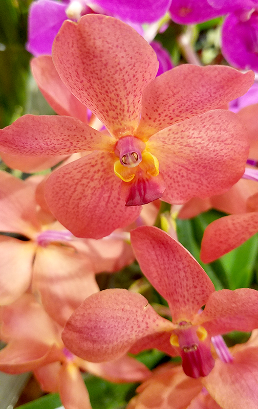 Flower of the Day – January 12, 2017 –&nbsp;Orchid