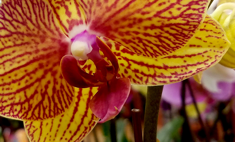 orchid320170109_164215_001-800