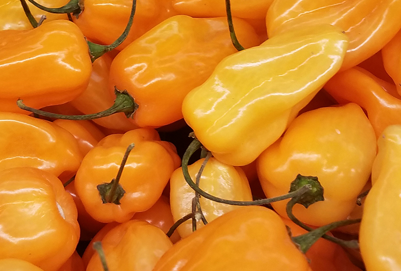 pepper-orange-yellow20170109_163257-800