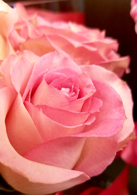 Flower of the Day-January 22,&nbsp;2017-Rose