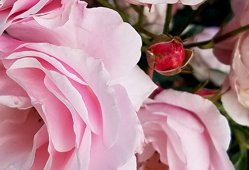 Flower of the Day – January 29,&nbsp;2017-Rose