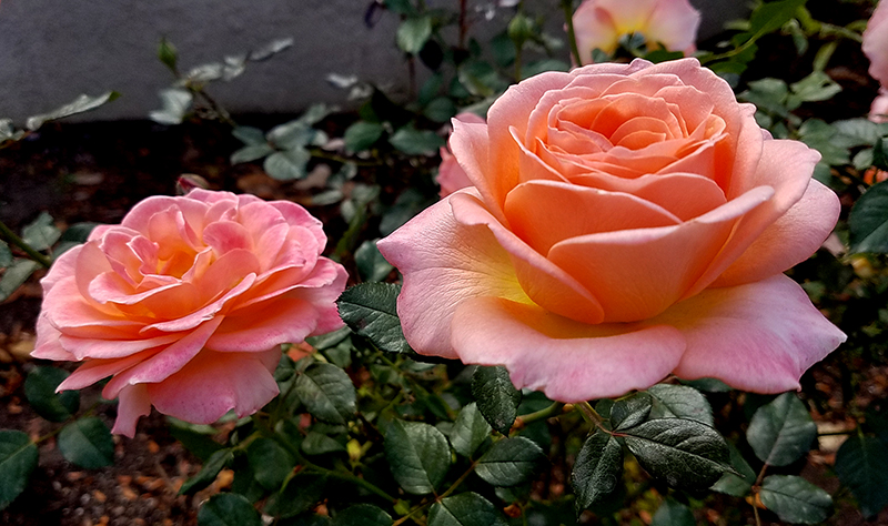 Roses Lit from&nbsp;Within