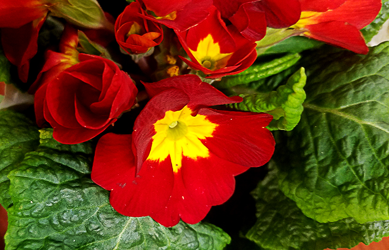 Flower of the Day – January 27, 2017 – Red&nbsp;Primrose