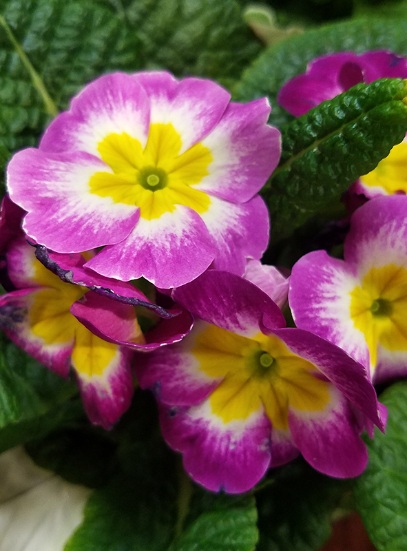 Flower of the Day -January 26,&nbsp;2017-Primrose
