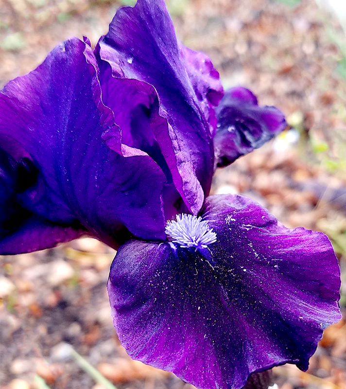 Flower of the Day – Iris- January 5,&nbsp;2017